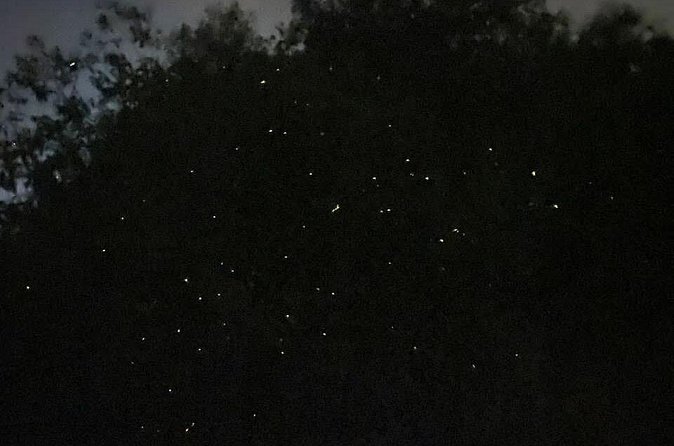 Fireflies & Silver leaf monkey Gazing tour - What your $57.27 price covers (and what you’ll likely pay extra)