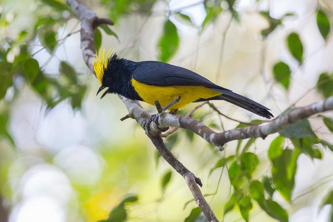 Fraser's Hill Bird-Watching & Nature Sightseeing Tour from Kuala Lumpur - Key points that make this tour worth your time