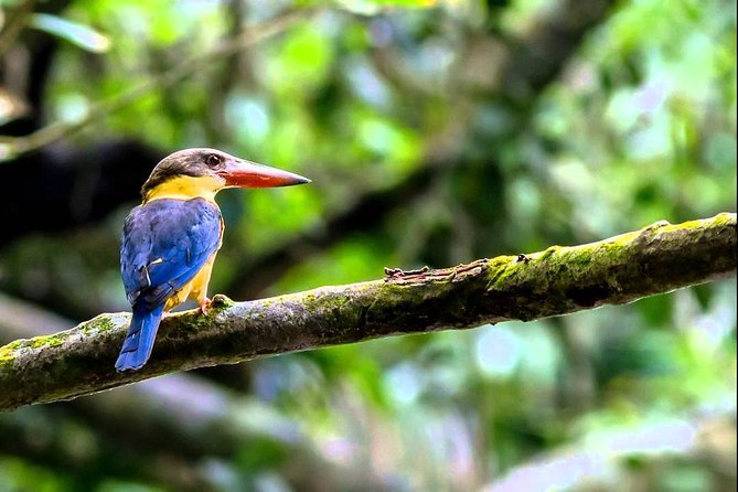 Fraser's Hill Bird-Watching & Nature Sightseeing Tour from Kuala Lumpur - Why Fraser’s Hill starts at 5:30am (and why you’ll feel it)