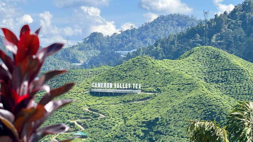From Kuala Lumpur: Cameron Highlands Day Tour with Lunch - Key highlights I’d plan around