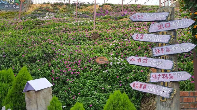 From Kuala Lumpur: Cameron Highlands Full-Day Tour - Key highlights worth planning for