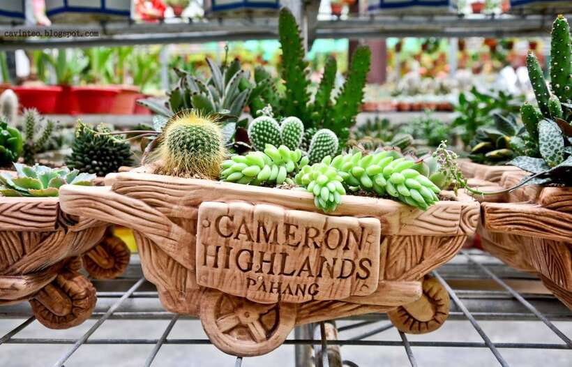 From Kuala Lumpur: Cameron Highlands Full-Day Tour - Vegetable farms and markets at Kea Farm: what the highlands grow