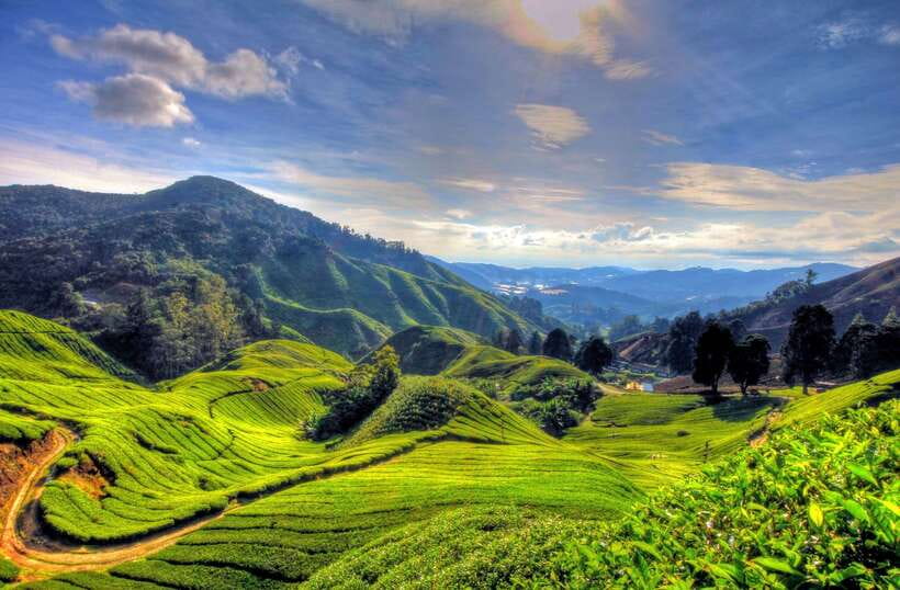 From Kuala Lumpur: Cameron Highlands Full-Day Tour - Cameron Highlands in a single day: what the pace feels like