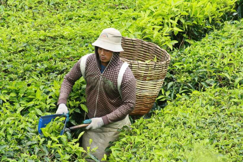 From Kuala Lumpur: Cameron Highlands Full-Day Tour - Rose Valley and choosing your own roses