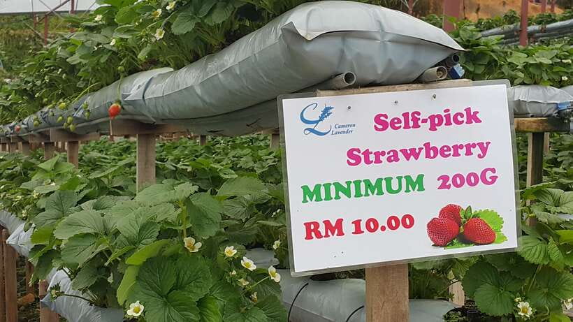 From Kuala Lumpur: Cameron Highlands Full-Day Tour - Butterfly park and insect gardens: colorful, light, and easy