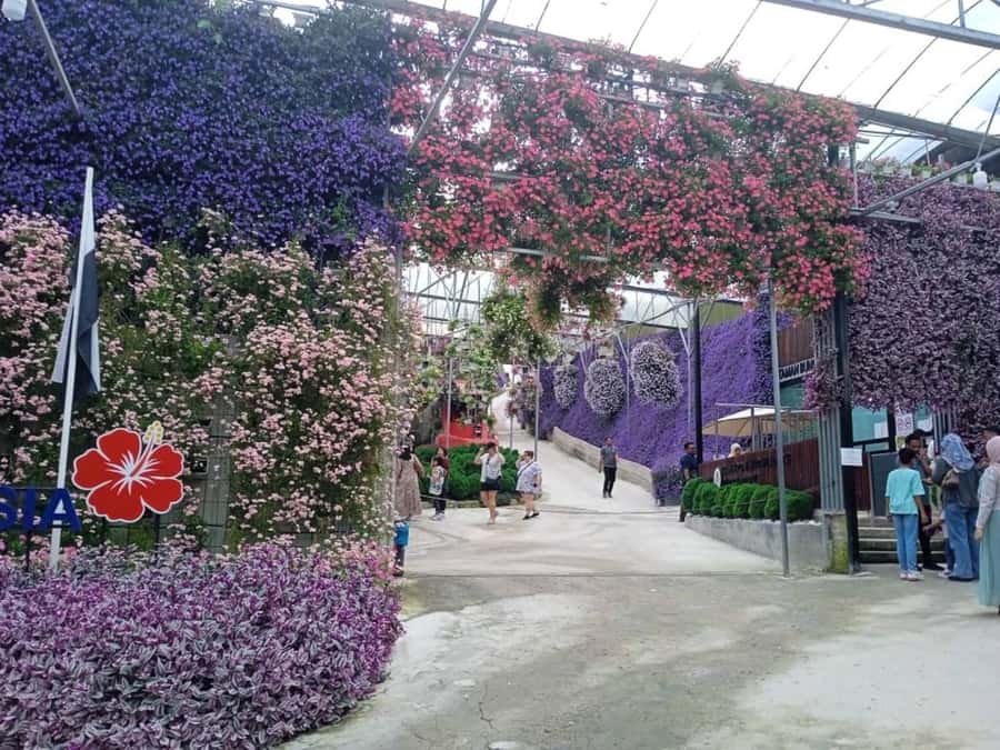From Kuala Lumpur: Cameron Highlands Private or Join In Tour - A Day Trip to Cameron Highlands That Actually Feels Like a Change of Pace