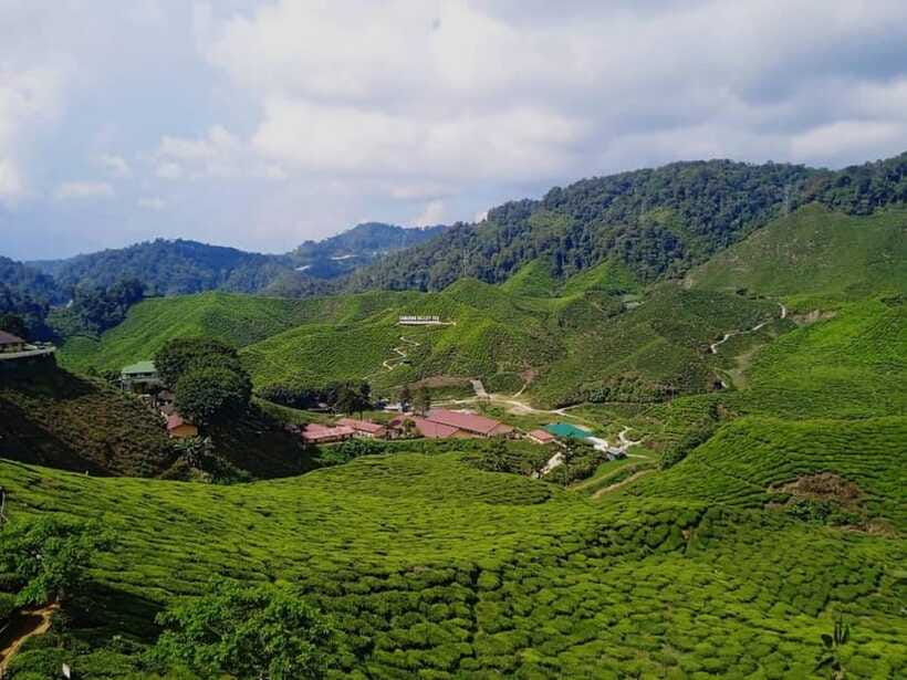 From Kuala Lumpur: Cameron Highlands Private or Join In Tour - Guides and Drivers: Why This Tour Often Works Better Than You’d Expect