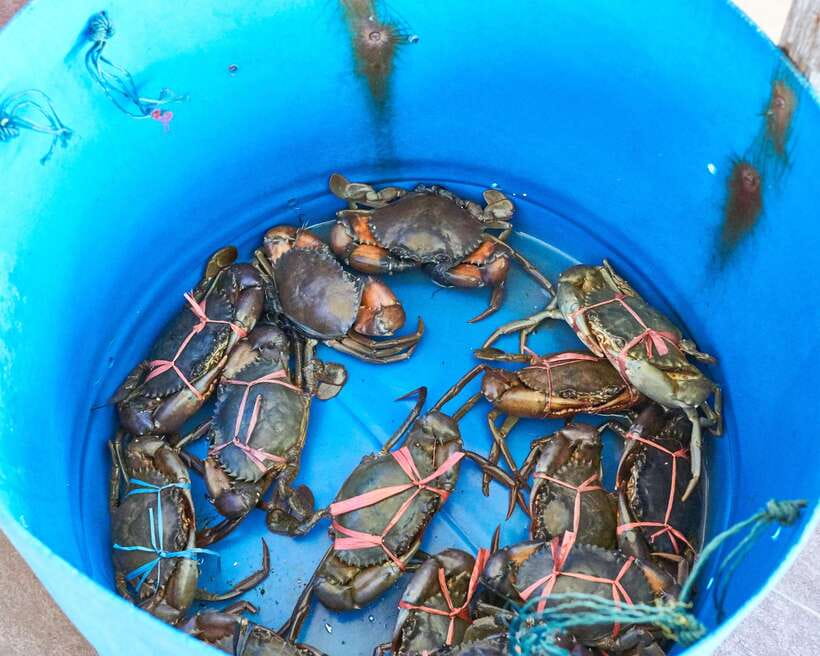 From Kuala Lumpur: Crab Island Tour with Seafood Lunch - Should you book this Crab Island tour?