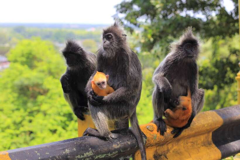 From Kuala Lumpur: Fireflies Tour and Seafood Dinner - Key Points I’d Bookmark Before You Go