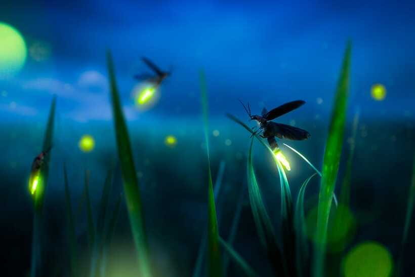 From Kuala Lumpur: Fireflies Tour and Seafood Dinner - Price And Value: Does $119 Add Up For What You Get?