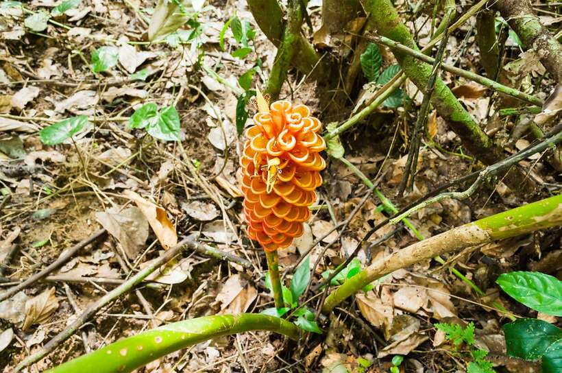 From Kuala Lumpur: Full-Day Taman Negara National Park - Road-Trip Reality: What the 10 Hours Feels Like