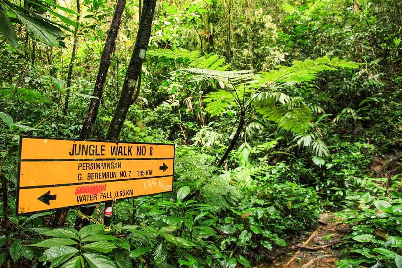 From Kuala Lumpur: Full-Day Taman Negara National Park - Wildlife Expectations: You Might See It, You Might Not