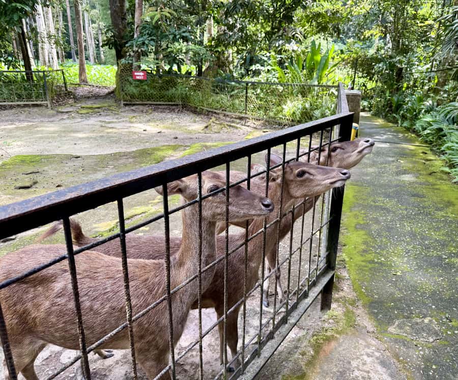 From Kuala Lumpur: Kuala Gandah Elephant Sanctuary Day Trip - Batu Caves in 30 minutes: do it for the photos, not for the long hike