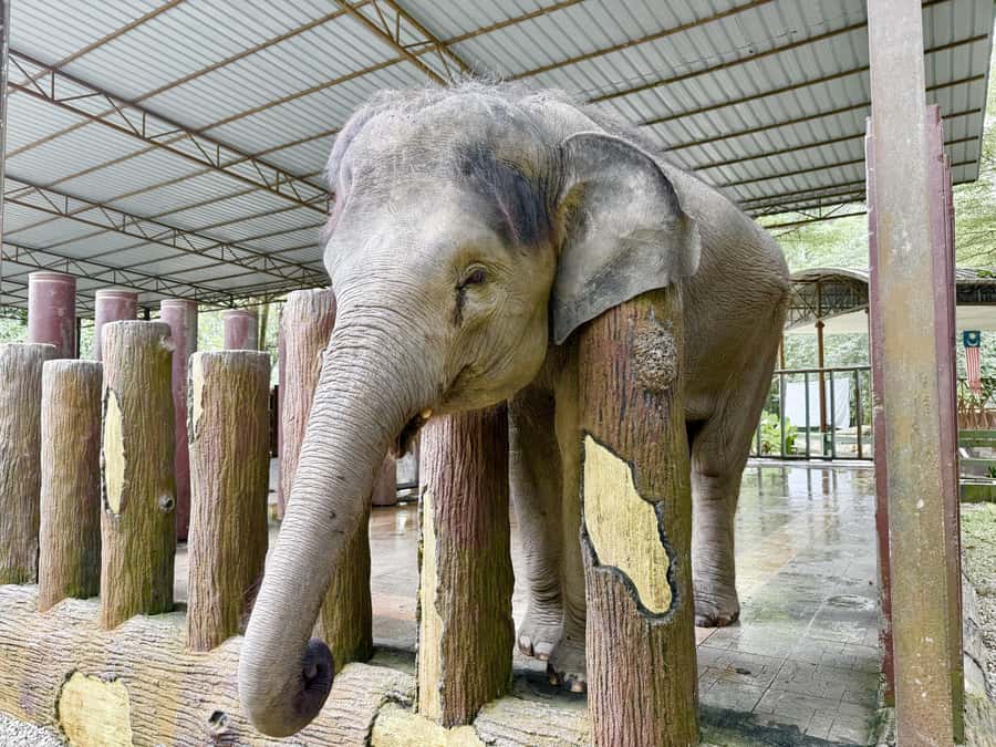 From Kuala Lumpur: Kuala Gandah Elephant Sanctuary Day Trip - Deerland Park Lanchang Pahang: a lighter animal stop with big kid energy