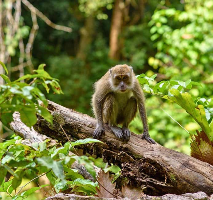 From Kuala Lumpur: Taman Negara National Park Private Tour - Key Things You’ll Remember
