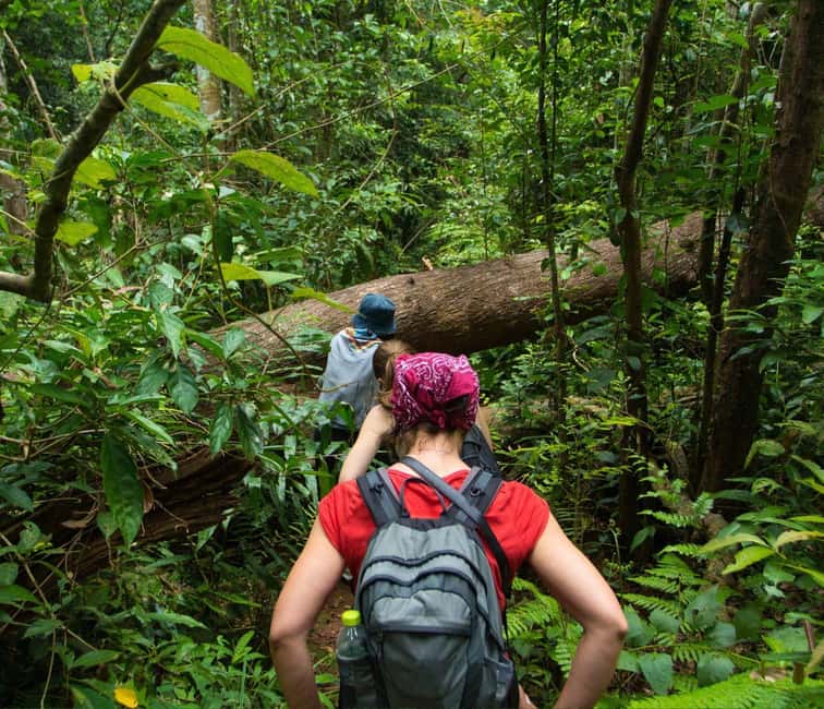From Kuala Lumpur: Taman Negara National Park Private Tour - Jungle Walks Under Tall Trees: Where You Catch the Details