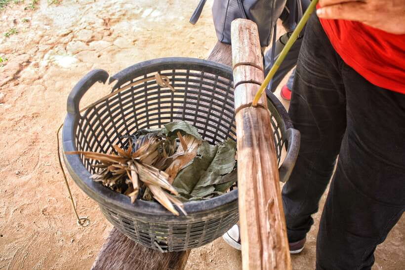 From Kuala Lumpur: Taman Negara National Park Trek Day Tour - Small logistics that matter: what to pack and what to expect