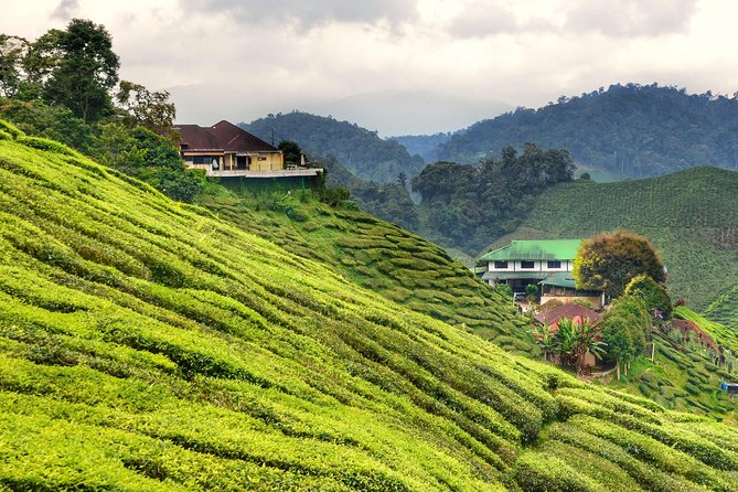 Full-day Cameron Highlands Day Trip from Kuala Lumpur - Cameron Highlands by private van: what the long drive really means