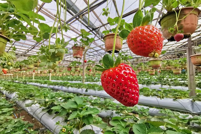 Full-day Cameron Highlands Day Trip from Kuala Lumpur - Price and logistics: is $93 per person good value?