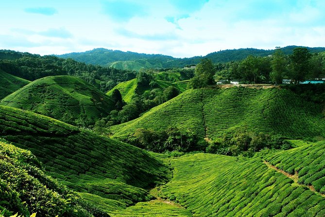 Full Day Cameron Highlands Nature Tour - Strawberry farm visit: pick fresh berries with highland views