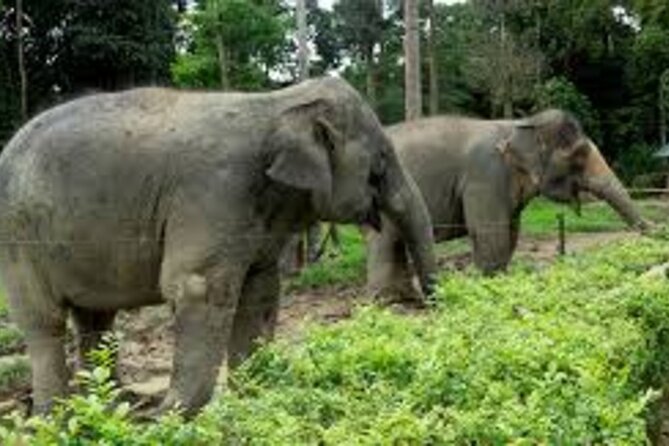 Full Day Elephant Sanctuary Tour with lunch Local food - Key things to know before you go