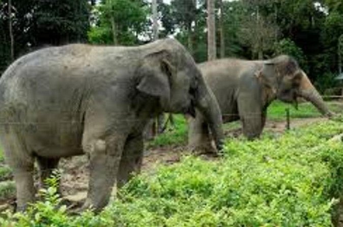 Full Day Elephant Sanctuary Tour with lunch Local food - Why This Elephant Sanctuary Day Feels Different