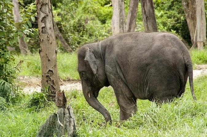 Full Day Elephant Sanctuary Tour with lunch Local food - Getting the Most From Elephant Feeding Options
