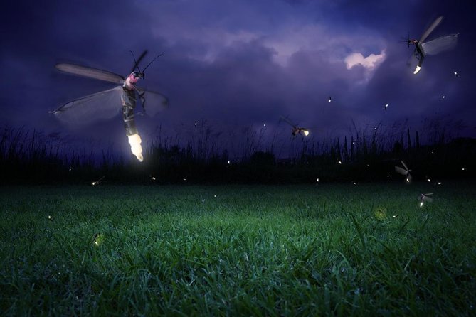Glowing Kuala Selangor Firefly Tour - Key Things You’ll Notice on This Firefly Night