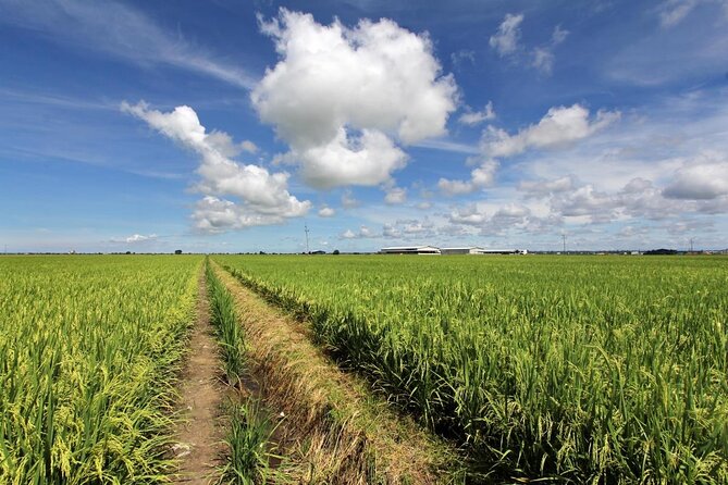 Instagrammable Kuala Selangor Sky Mirror Tour with Transfer - Sekinchan Paddy Fields and Paddy Gallery: the rice-bowl stop that feels like education, not a trap