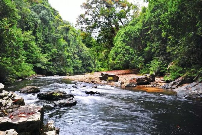 Jungle Odyssey: Unleash Your Adventure in Taman Negara! - Canopy Walkway time: what to do if it’s closed for renovation