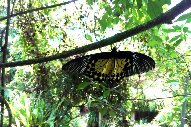 KL Butterfly Park Admission with Kuala Lumpur Famous Landmarks - Butterfly Park Self-Guided: What 1 Hour Lets You Do