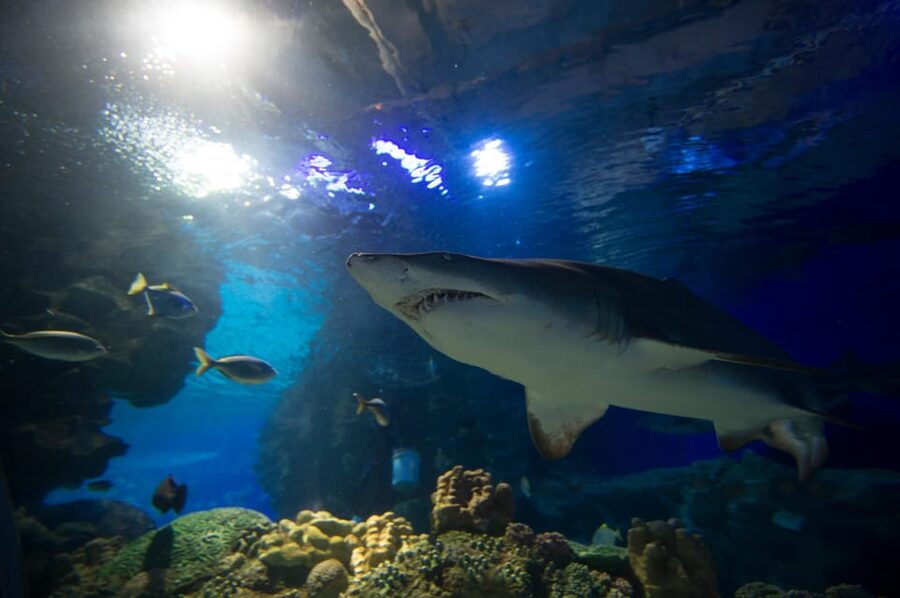 Kuala Lumpur: Aquaria KLCC Entry Ticket - Should you book? My honest take