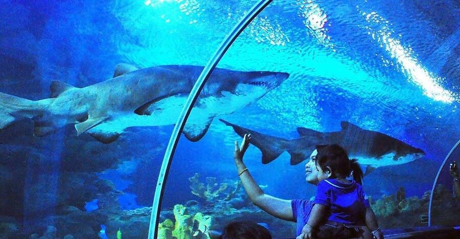 Kuala Lumpur: Aquaria KLCC Entry Ticket - The 90m underwater tunnel: how to make the most of the main event