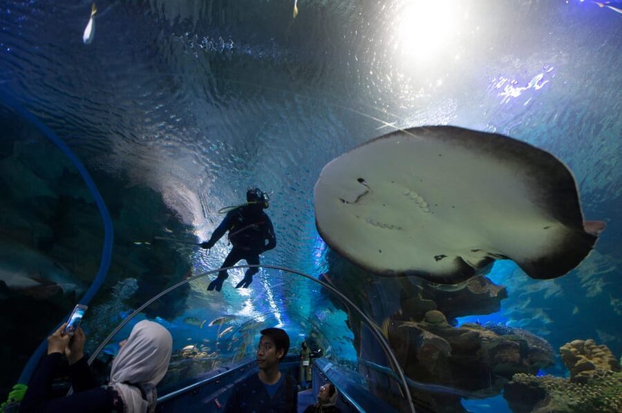 Kuala Lumpur: Aquaria KLCC Entry Ticket - Sharks, rays, jellyfish, and more: reading the exhibits like a pro