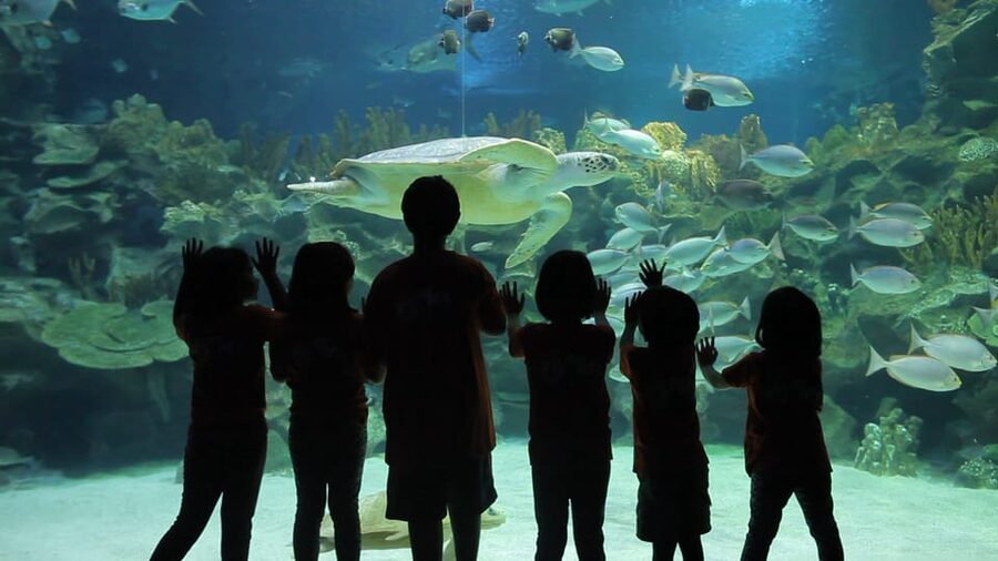 Kuala Lumpur: Aquaria KLCC Entry Ticket - Timing and crowds: weekdays are calmer, weekends can be packed
