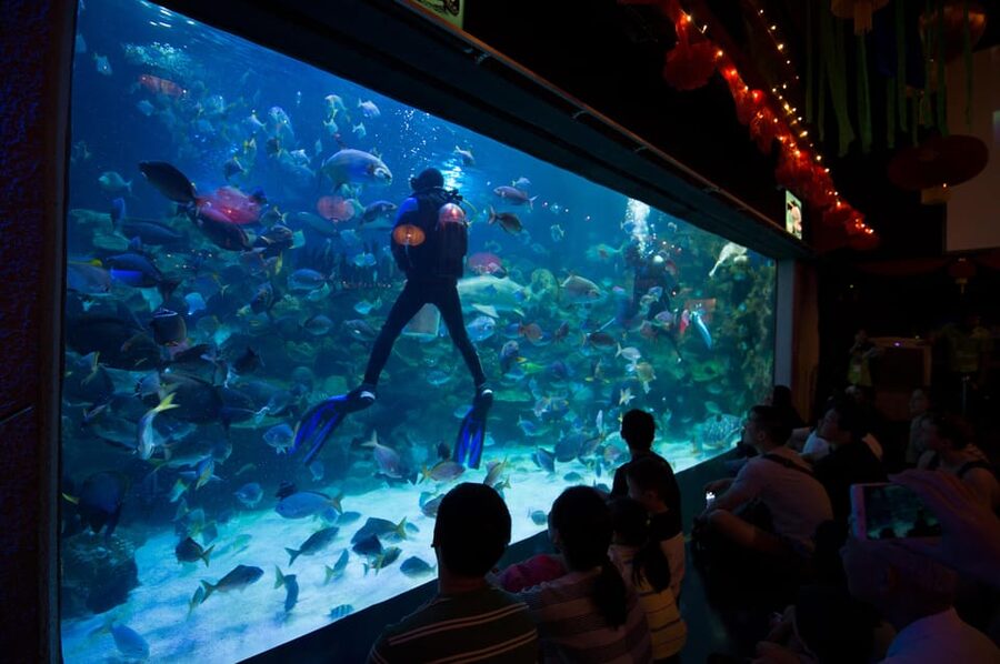 Kuala Lumpur: Aquaria KLCC Entry Ticket - Practical tips: entrances, viewing flow, and what to watch for