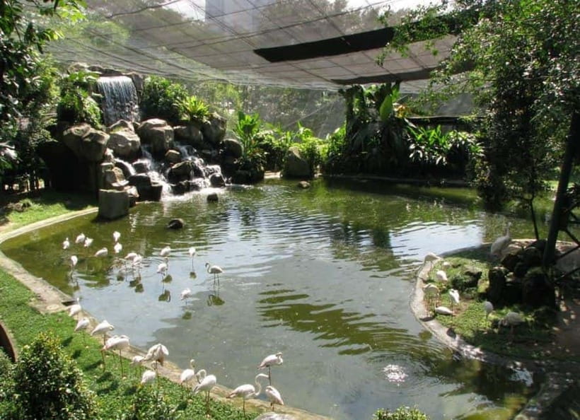 Kuala Lumpur: Bird Park, Butterfly & Garden Private Tour - Why this KL bird-and-butterfly combo works in just 4 hours