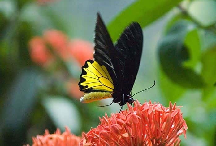 Kuala Lumpur: Bird Park, Butterfly & Garden Private Tour - Price and logistics: what you’re really paying for at about $79
