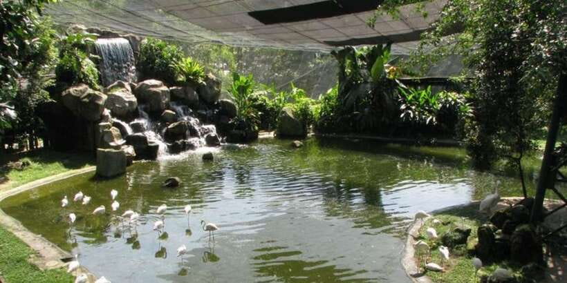 Kuala Lumpur: Bird Park, Butterfly & Garden Private Tour - Inside KL Bird Park: how the free-flight aviary changes your view