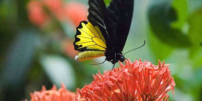 Kuala Lumpur: Bird Park, Butterfly & Garden Private Tour - Butterfly Park: 6,000 species, plus the nursery for cocoons