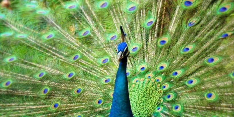 Kuala Lumpur: Bird Park, Butterfly & Garden Private Tour - Orchid & Hibiscus Gardens: 700+ varieties and the national flower factor