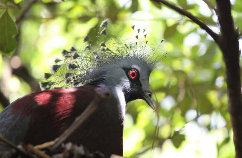 Kuala Lumpur: Bird Park, Butterfly & Garden Private Tour - Value check: when $79 feels like a smart buy