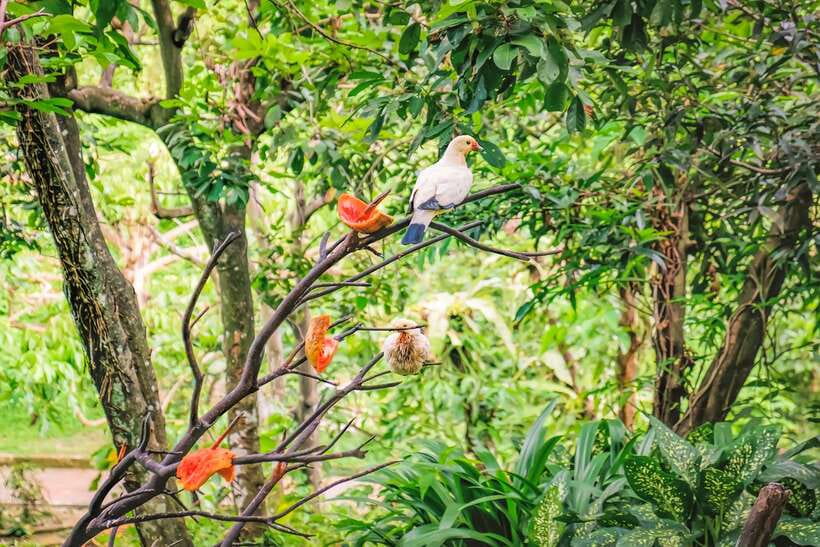 Kuala Lumpur: Bird Park Day Ticket & 1-Way Transfer - Key highlights