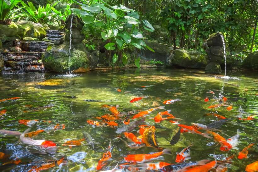 Kuala Lumpur: Bird Park Day Ticket & 1-Way Transfer - Kuala Lumpur Bird Park in Lake Gardens: Why the layout matters