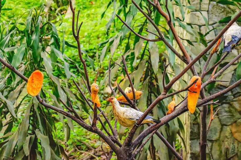 Kuala Lumpur: Bird Park Day Ticket & 1-Way Transfer - Inside Zones 1–3: Free-flight aviary time with bird feedings and shows