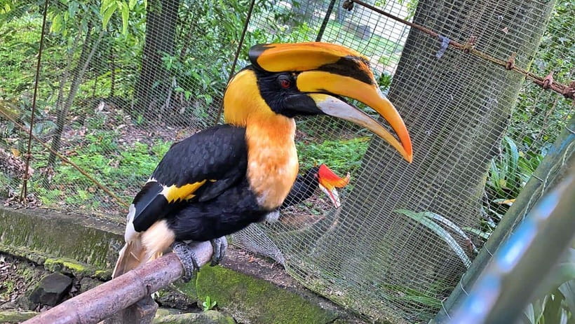 Kuala Lumpur: Bird Park Day Ticket & 1-Way Transfer - Zone 4 mini aviaries and cages: A different viewing style