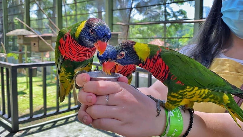 Kuala Lumpur: Bird Park Day Ticket & 1-Way Transfer - Practical tips for a smoother bird day in Kuala Lumpur