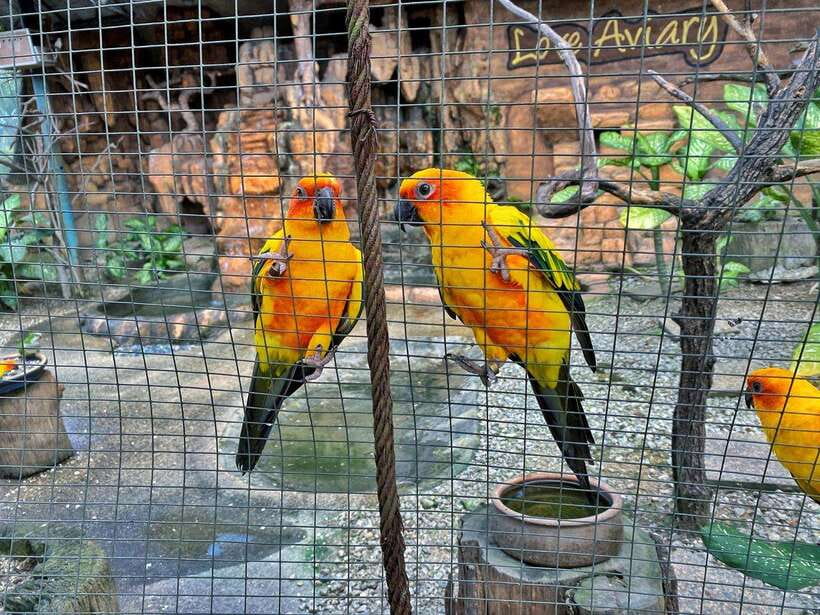 Kuala Lumpur: Bird Park Day Ticket & 1-Way Transfer - Who this bird park ticket is best for