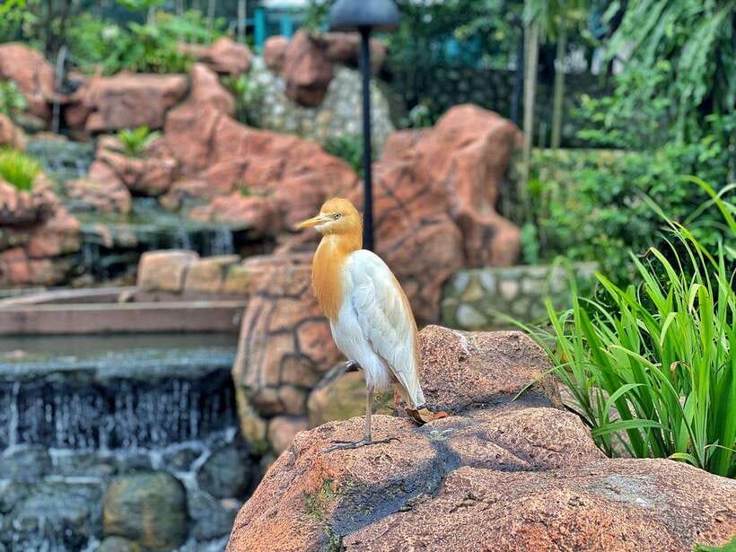 Kuala Lumpur: Bird Park Day Ticket & 1-Way Transfer - Should you book this Kuala Lumpur Bird Park day ticket with transfer?