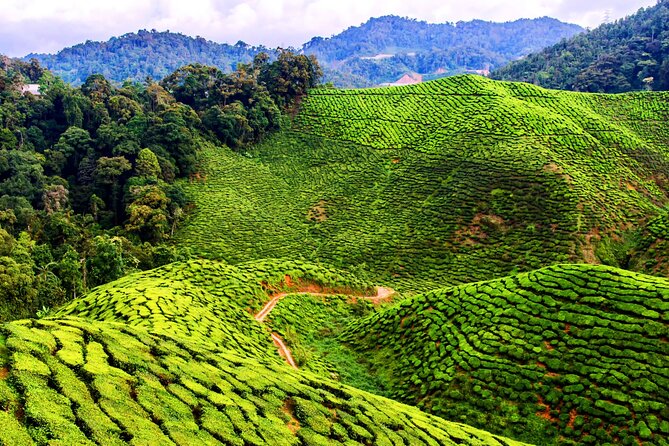 Kuala Lumpur: Cameron Highlands & Batu Caves Private Day Tour - Cameron Bharat Tea Estate: panoramic tea views and a real tea moment